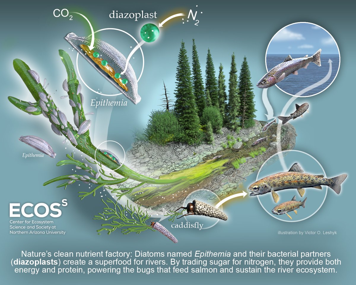 Victor O. Leshyk tweet media