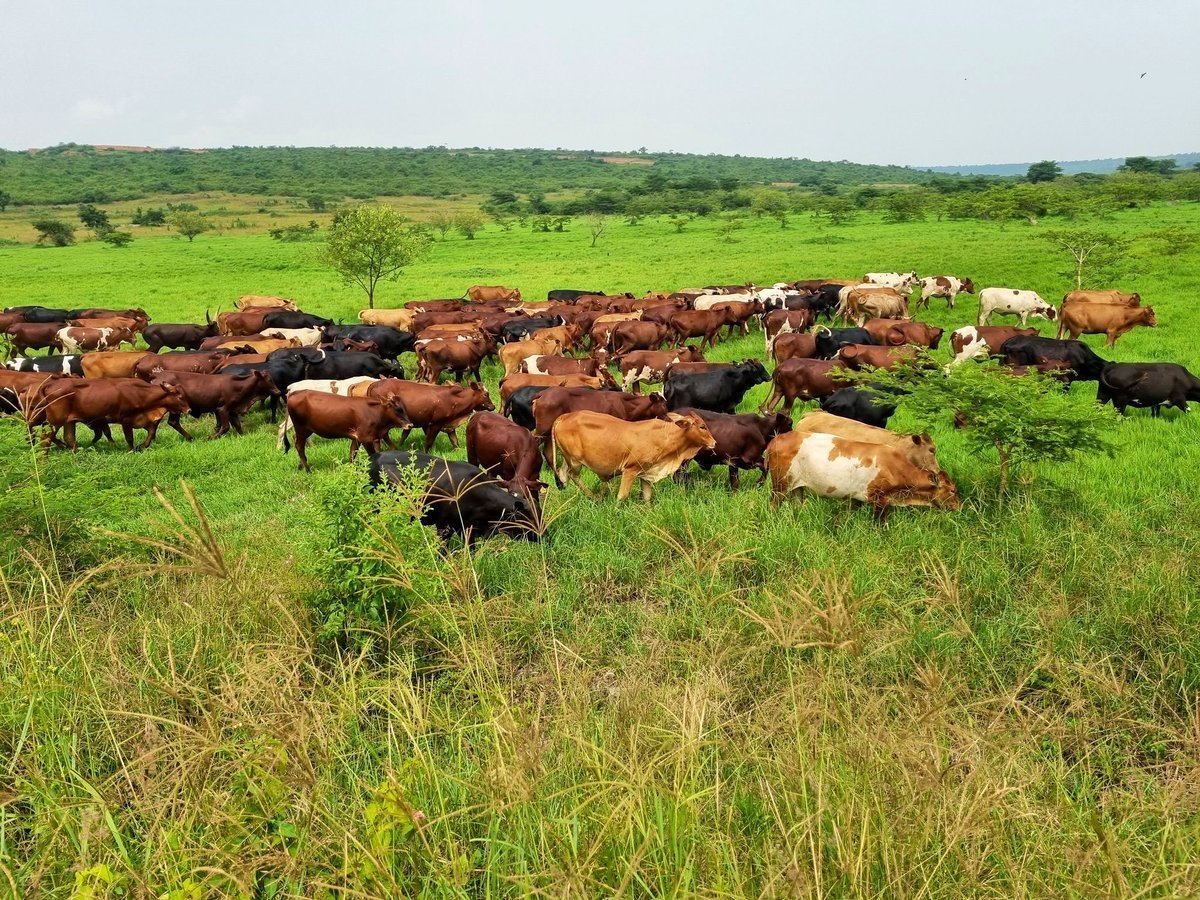 Jean Claude NIYOMUGABO tweet media