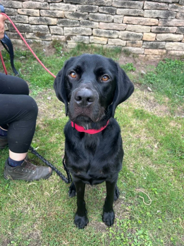 BENTLEY is a Male Labrador
Age: 2 Years
Dog Friendly? Only Dog in Home
Cat Friendly? Not Cat Tested
Child Friendly? Over 8
Neutered? Yes
Location: #Nottingham 
doggydensukrescue.co.uk/bentley/
#Nottinghamshire #Ollerton #mansfield #Retford #Chesterfield #Derby #Worksop #Sheffield
