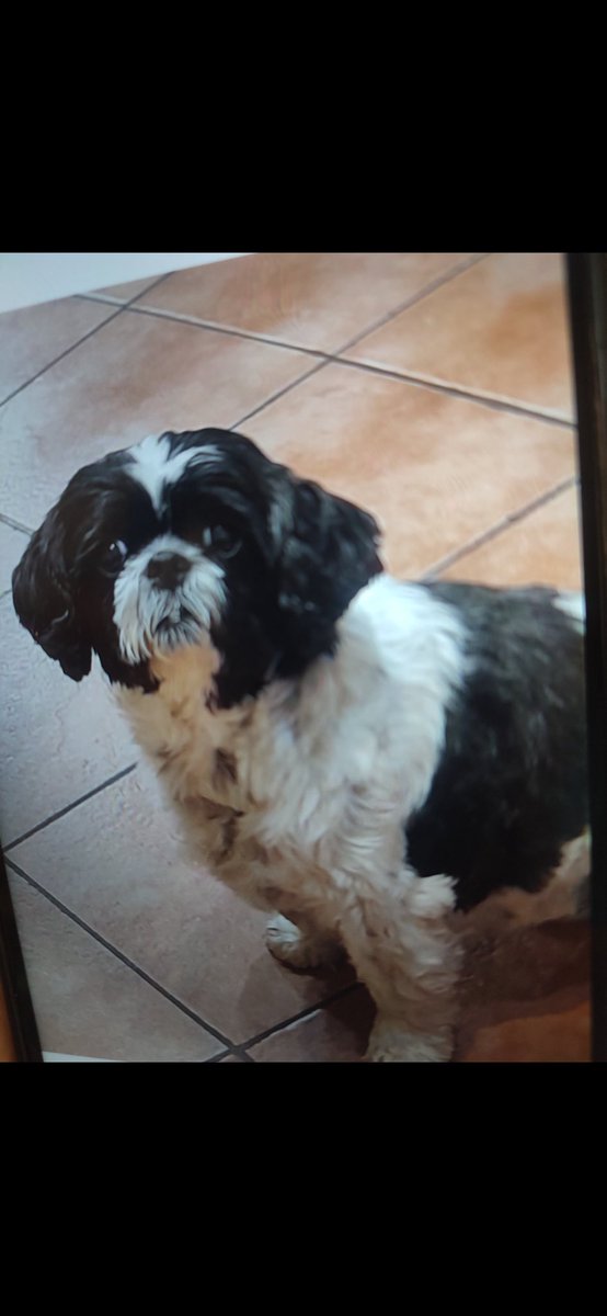 Rescue dogs for rehoming tweet media