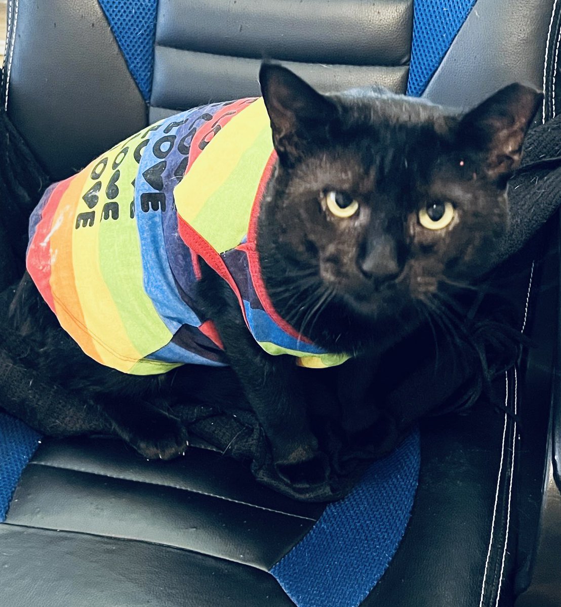 ProjectMEOW's tweet image. Grant Ruby is part teddy bear, part professional leg-hugger &amp;amp; 100% heart-melter. 🖤 At 5 yrs old, he’s all about cuddles &amp;amp; hugs—ready to be your snuggle buddy. Apply now: projectmeow.org/adopt/adoption…

#ProjectMeow #AdoptDontShop