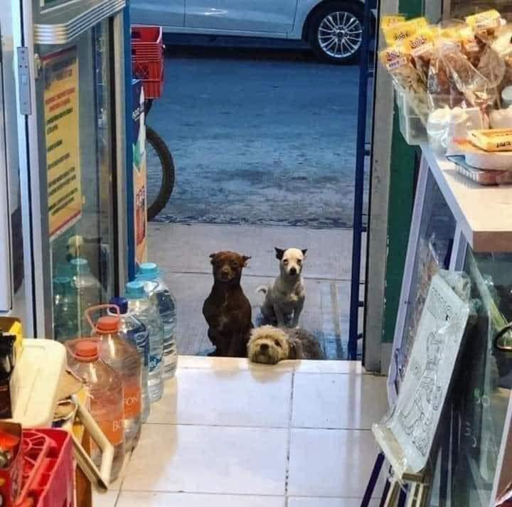 DogLovers03's tweet image. Owner of a store gives away food to abandoned street dogs 🥺 Every day as soon as the man opens the door , the dogs are already there , waiting patiently for their food 🥺❤