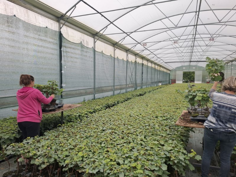 Pépinières D. Amblevert tweet media