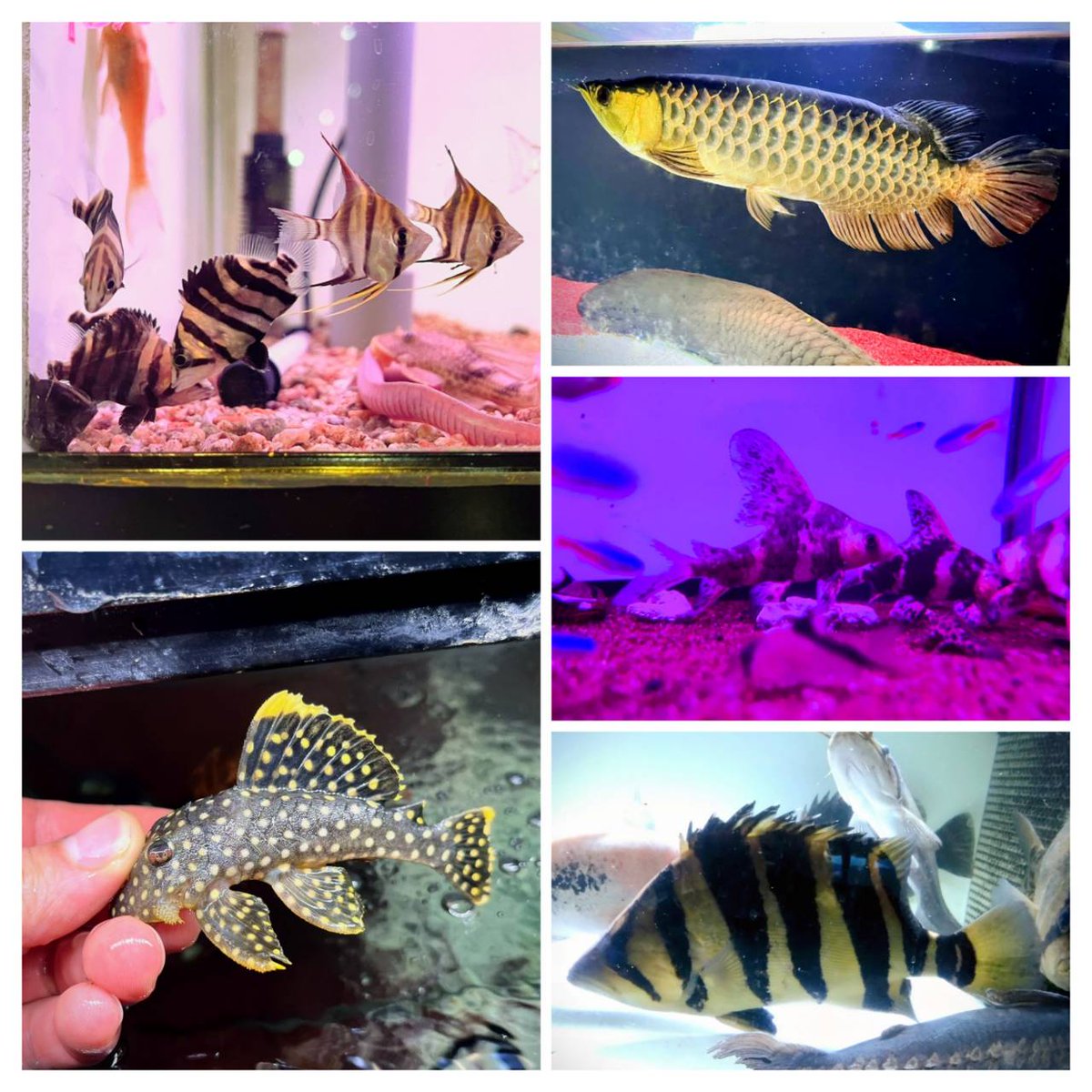 今週の入荷です！

今回のオススメ魚はカッコいい紅金、チビ＆特大サイズのダトニオプラスワン、プレコ、小型魚各種…ほか色々と魅力ある魚たちが入荷しました♪先週の入荷魚もバッチリ在庫中なので合わせてヨロシクお願い致します！

aqua-shinano.jp/13952182350173