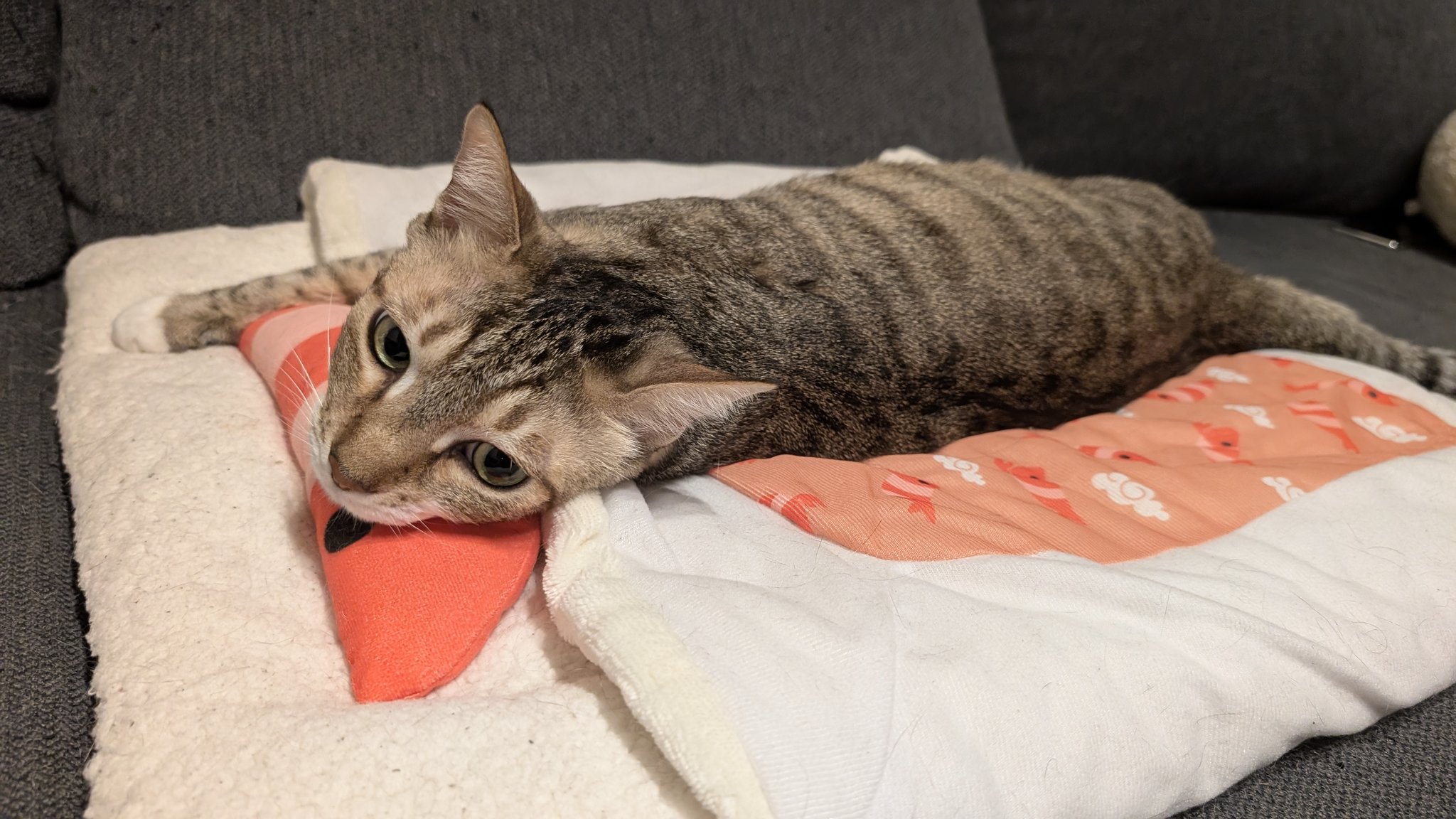 やせねこ様 逆髪忍/SHINOBU SAKAKAMI🎨🐈‍⬛🍭 on X: 