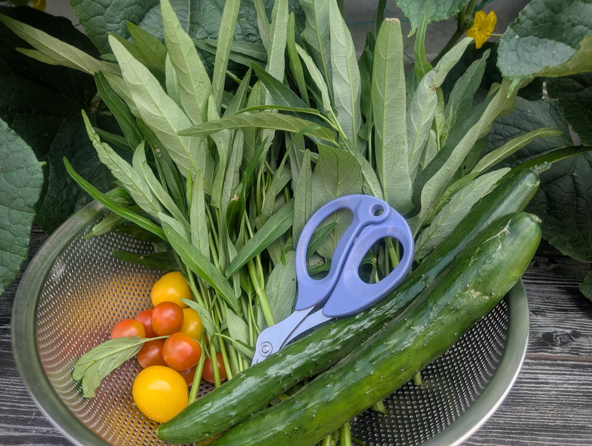 🧰遊太郎は51歳🌱趣味は家庭菜園🧰 tweet media
