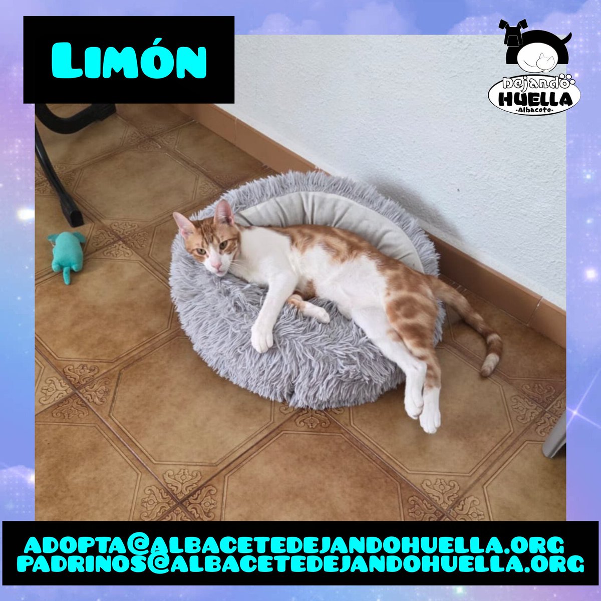 El pequeño Limón es un descarado. Le encanta " empanchurrarse" todo lo largo que es en la camita a descansar, siempre con su juguete favorito cerca. Porque en cuanto se repone, pega el salto para " cazarlo" el juego comienza de nuevo.

🐾 adopta@albacetedejandohuella.org