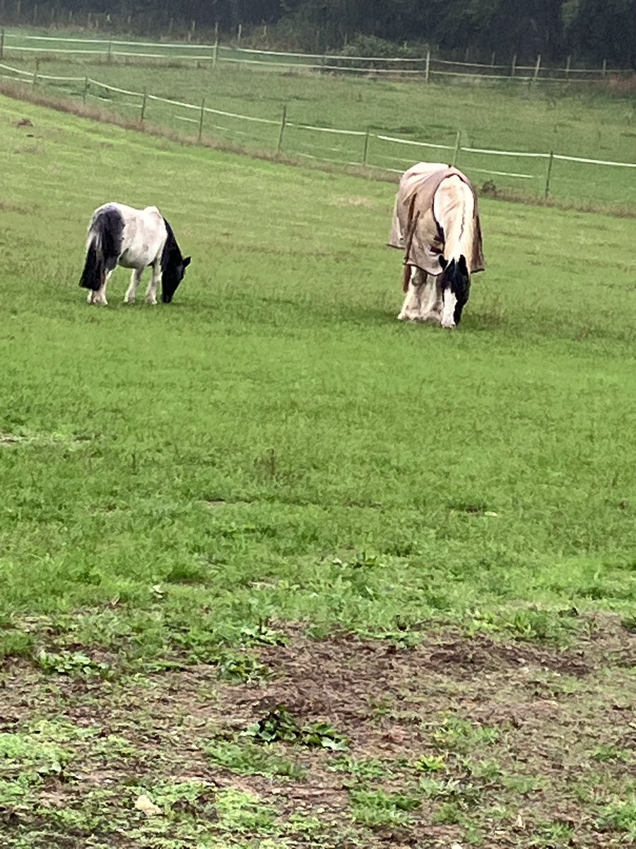 Two naughty boys two different way ended up in same field mine broke the wire the other went under twice one while mended it and first time then didn’t want to be caught.