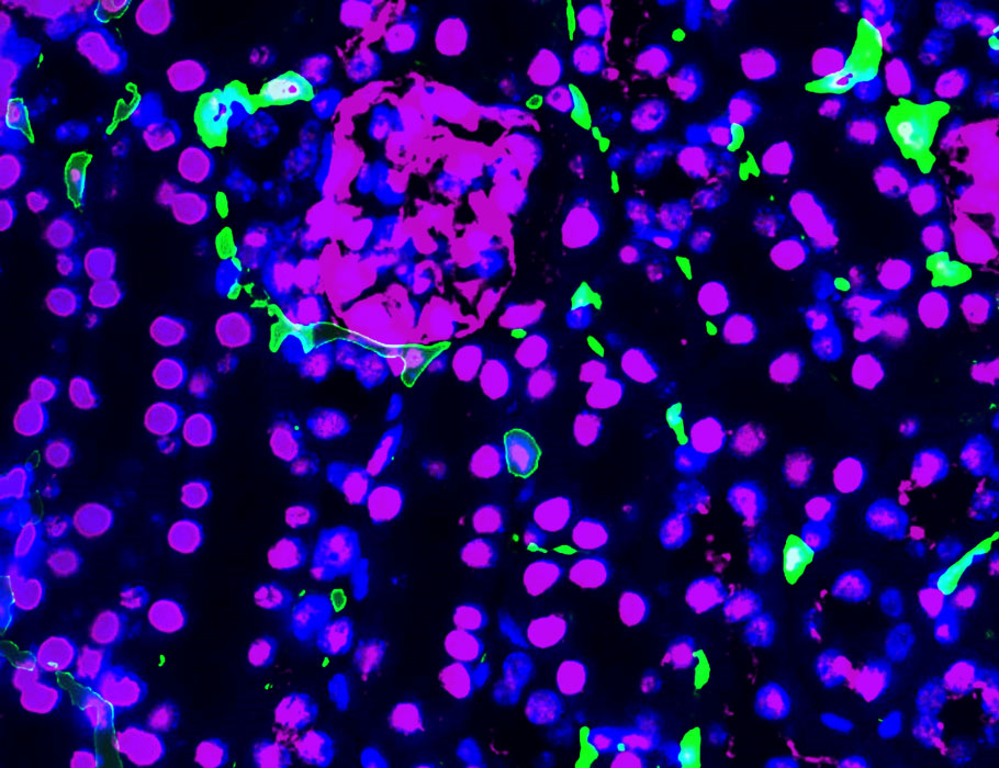 Science Immunology tweet media