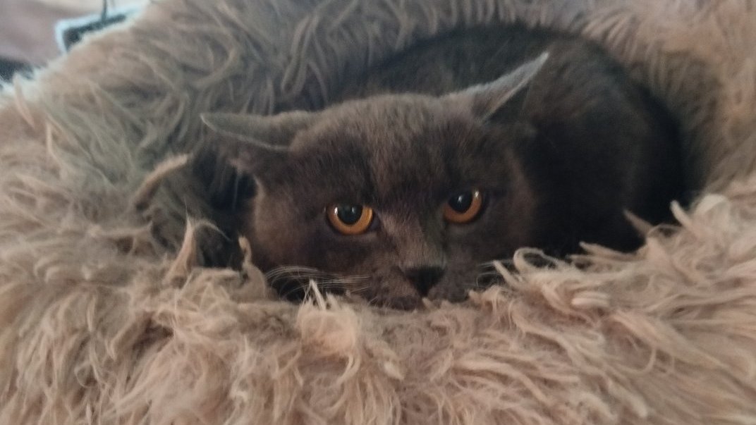 KotShurick's tweet photo. Выделили Тоше отдельную постиранную лежанку-примерила её с большой опаской. https://t.co/PdiHewzMEA