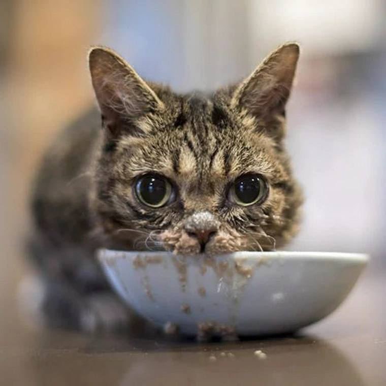 "A journey of a thousand miles begins with a single step"

$lilbub hitting new ath's! 5k claimed by
<a href="/IAMLILBUB/">Lil BUB</a> 

Shoutout <a href="/finnbags/">FINN</a> and the <a href="/BagsApp/">BAGS</a> for making this possible! 

BpqCd6Vwwos48ezJpwFjpLDZXcaP6VNEPS7tpKFvBAGS