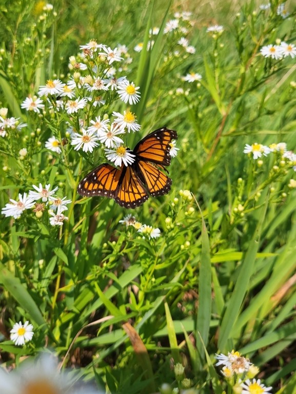 NorthBeachPP's tweet photo. At first glance, you might mistake this butterfly for a Monarch, but look closer! 🔍 🦋 

The Viceroy doesn’t just look similar, it mimics its warning colors to avoid predators. They thrive near wetlands and meadows, especially where willows and poplars grow!

#WildlifeWednesday https://t.co/WhUGULPCSb