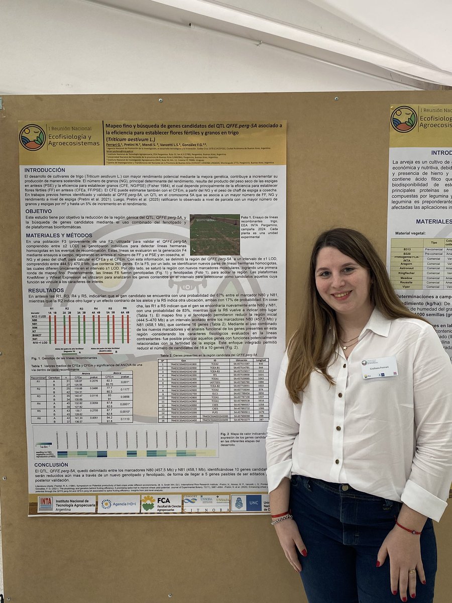 GrupoEcofisPerg's tweet photo. 🌱 I° Reunión de Ecofisiología y Agroecosistemas 

 @GiulianaFe6 expone su poster “Mapeo fino y búsqueda de genes candidatos del QTL QFFE.perg-5A asociado a la eficiencia para establecer flores fértiles y granos en trigo” en el eje de Ecofisiología y Mejoramiento Genético. https://t.co/d465T8kJYu