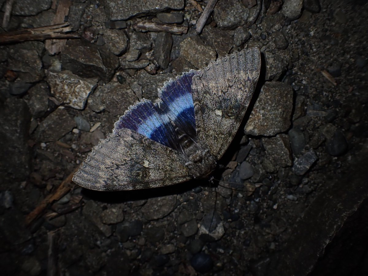 京都大学蛾類研究会 tweet media