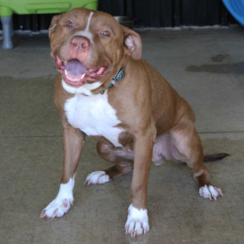 thekccurrent's tweet photo. Meet Breeze, our Mascot of the Match from @waysidewaifs 🥹 

Breeze loves her cuddles &amp; scratches! This sweet girl is ready for her forever family 🫶