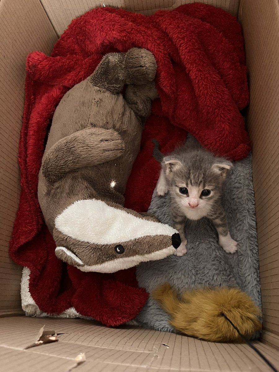 Bütün hayatı şu kadarcık bi yer. Güreşmek istiyo kardeş yok, emmeye çalışıyo annesi yok. Peluşla güreşip battaniye emmeye çalışıyo. Yavru kedisi olan bi ailede o kadar mutlu olur ki… 🥹 Kuru mamaya geçtiğinde ailesi olmak isterseniz burdayız 🫶🏻 Tekirdağ/İstanbul 🤍