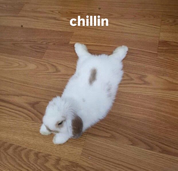 Bunnies (@bunnies) on Twitter photo 