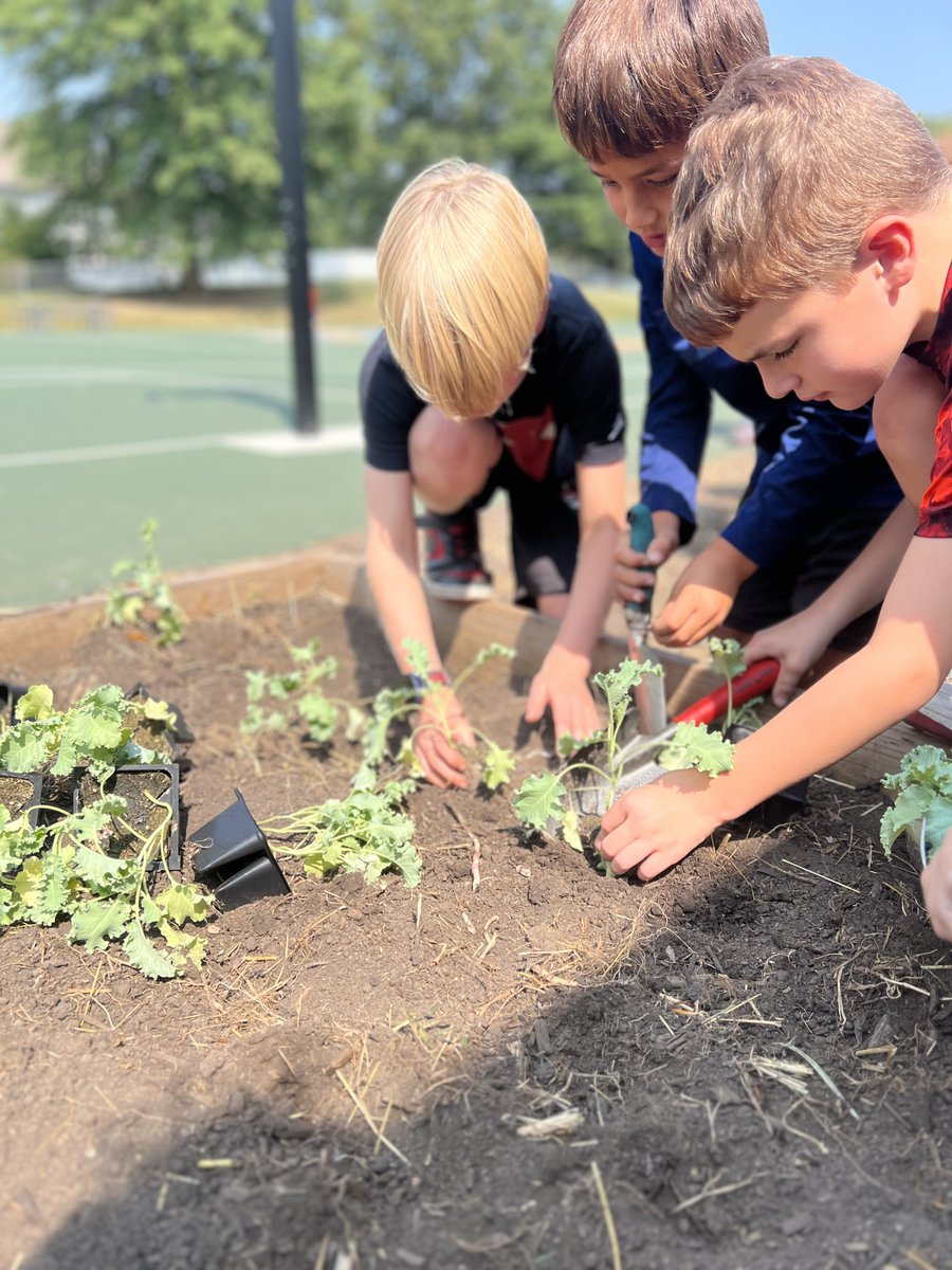 bcunningham61's tweet photo. 3rd Grade is jumping right in with their Real World Learning project - They got the garden beds ready and planted their vegetables this week! #lpsAD #SharetheGoodLPS https://t.co/2eGwh7H7wX