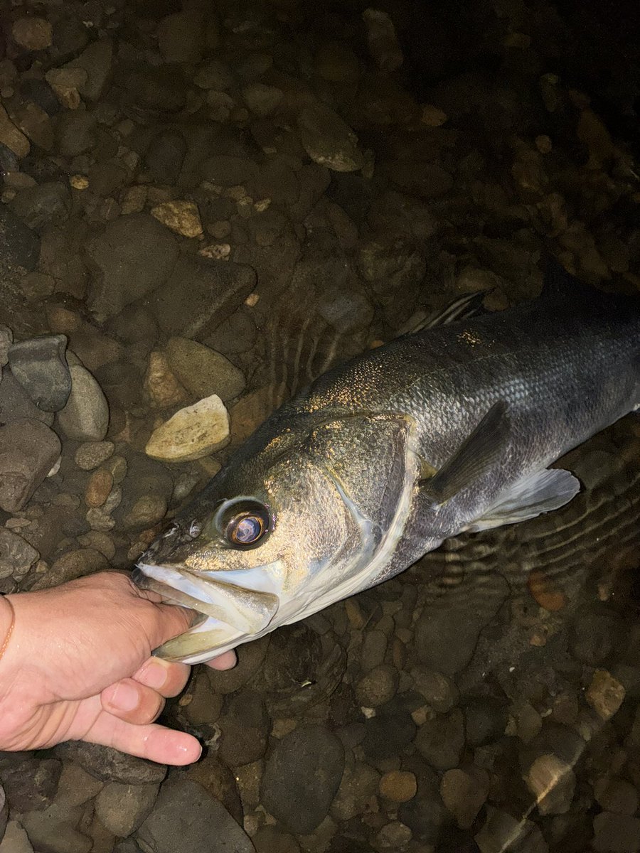 少し水位残りあり、水面浮かべてたらいいバイト音。平日朝マズメ。