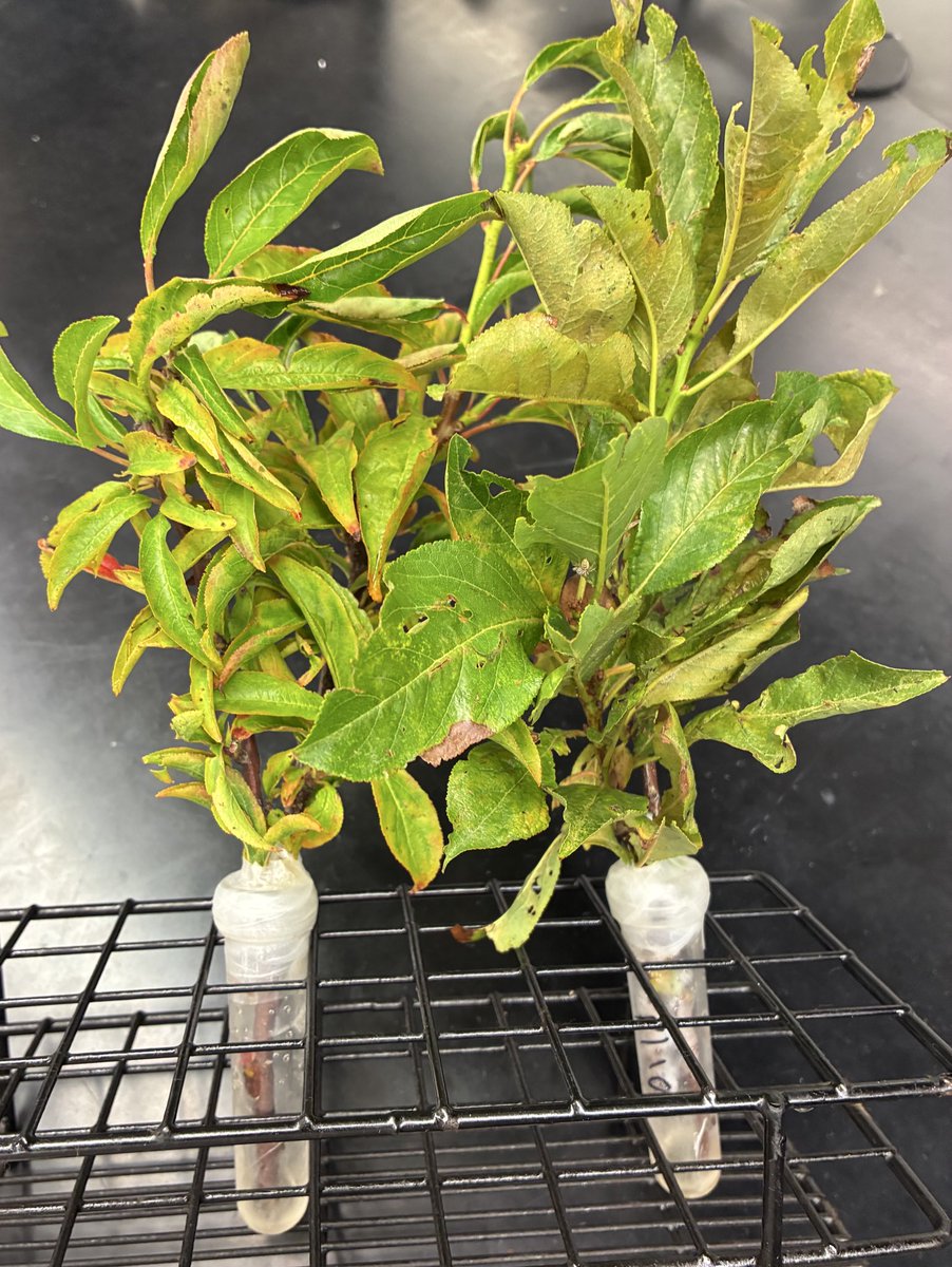 In the isolation season, we collected plums from different regions of the US and attempted to isolate Xylella from them