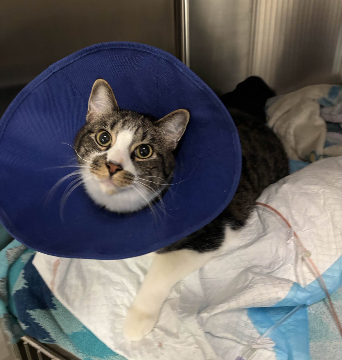 Not my usual posting
But a dear friend's cat had an emergency blockage and surgery complications. Due to the medical expenses, theyre running a spot fund for all the costs. 
His name is Benji, he's a sweet
Please if you're able to donate or share, it'd be a great help. 
🔗 bellow