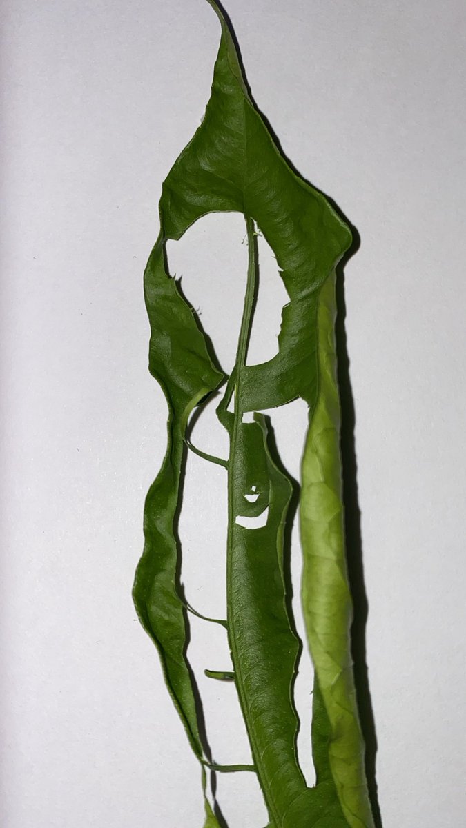 Death of a leaf!
But the immortality of art!

#perspectez