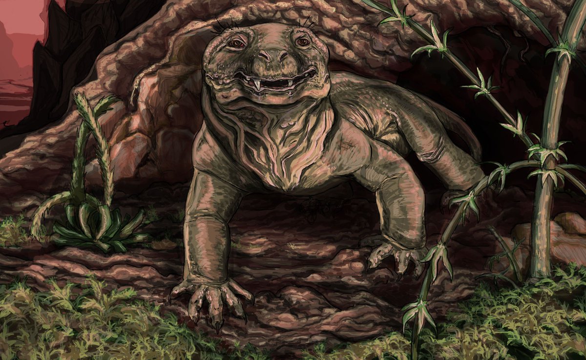 An elderly Dadadon comes out of his burrow for a walk.
I drew him as hairless cynodont. Also don't let his fangs fool you! He was herbivorous (and rather small).
Middle Triassic, Isalo II formation, Madagascar.
#paleoart