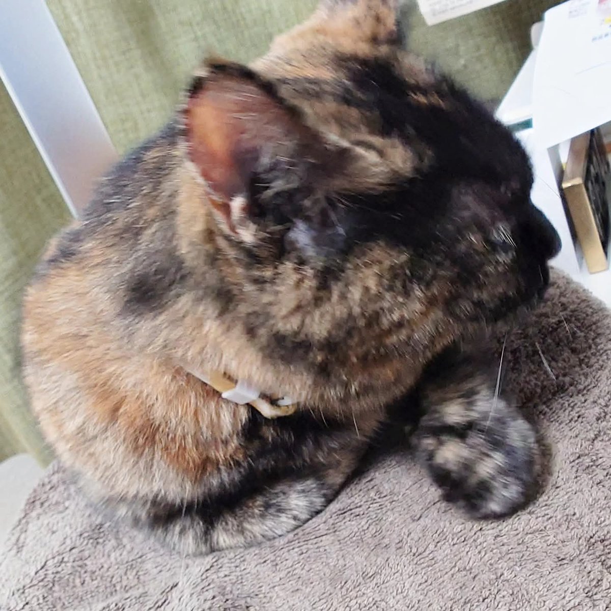 ねこ好き 猫が大好き！カサカサ素材でできたキューブ型のおもちゃ