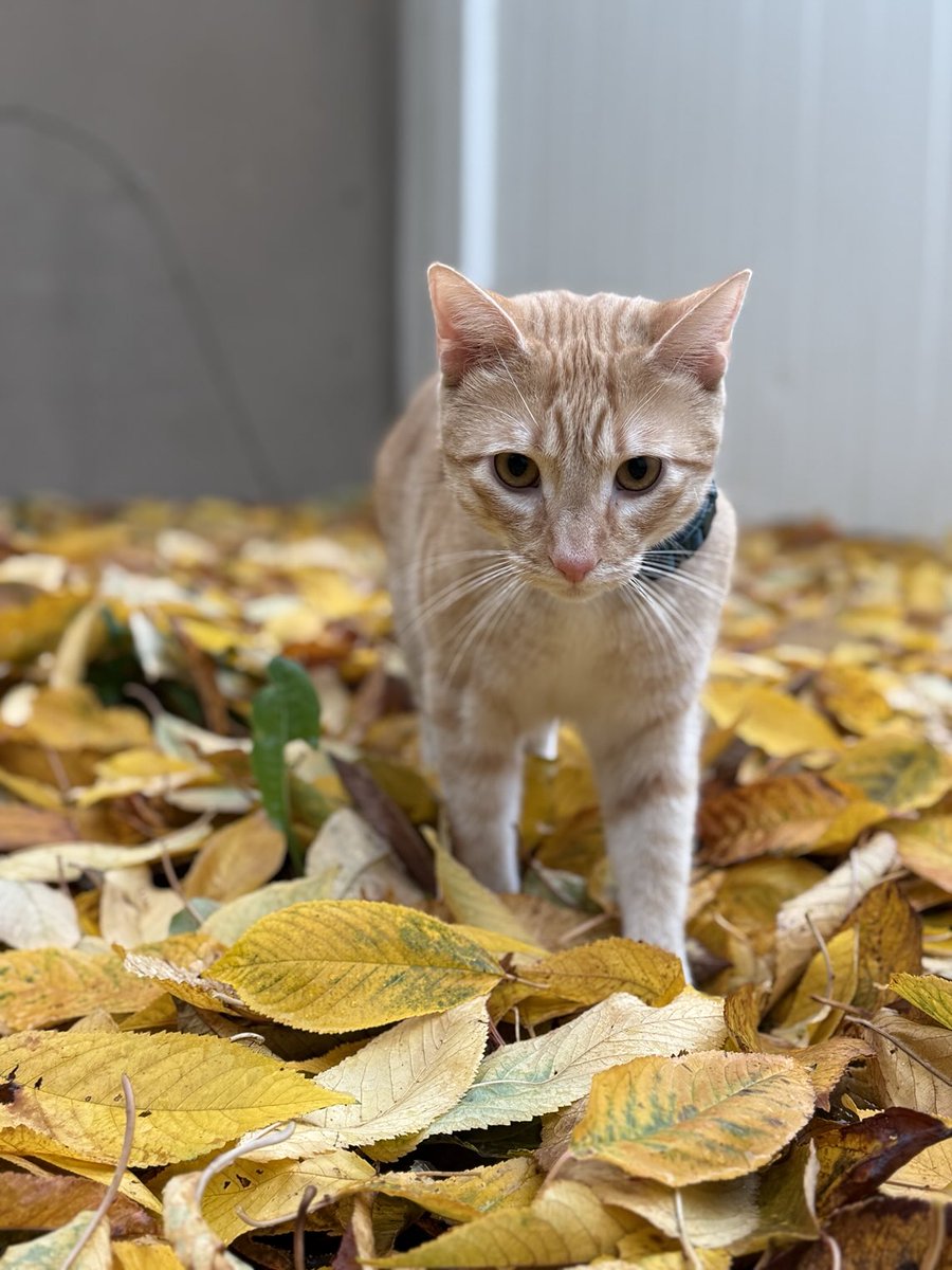 docXBT's tweet image. Timeline needs more cute things after today ❤️