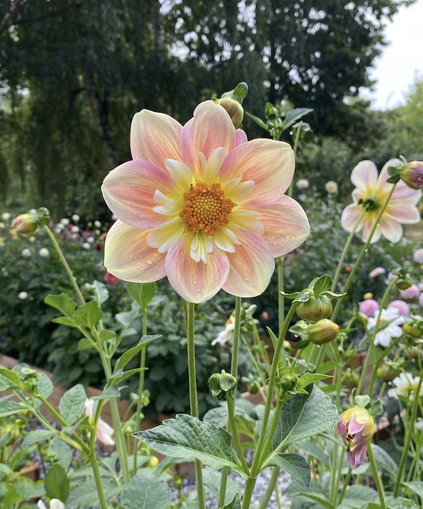 greenvibe's tweet image. 