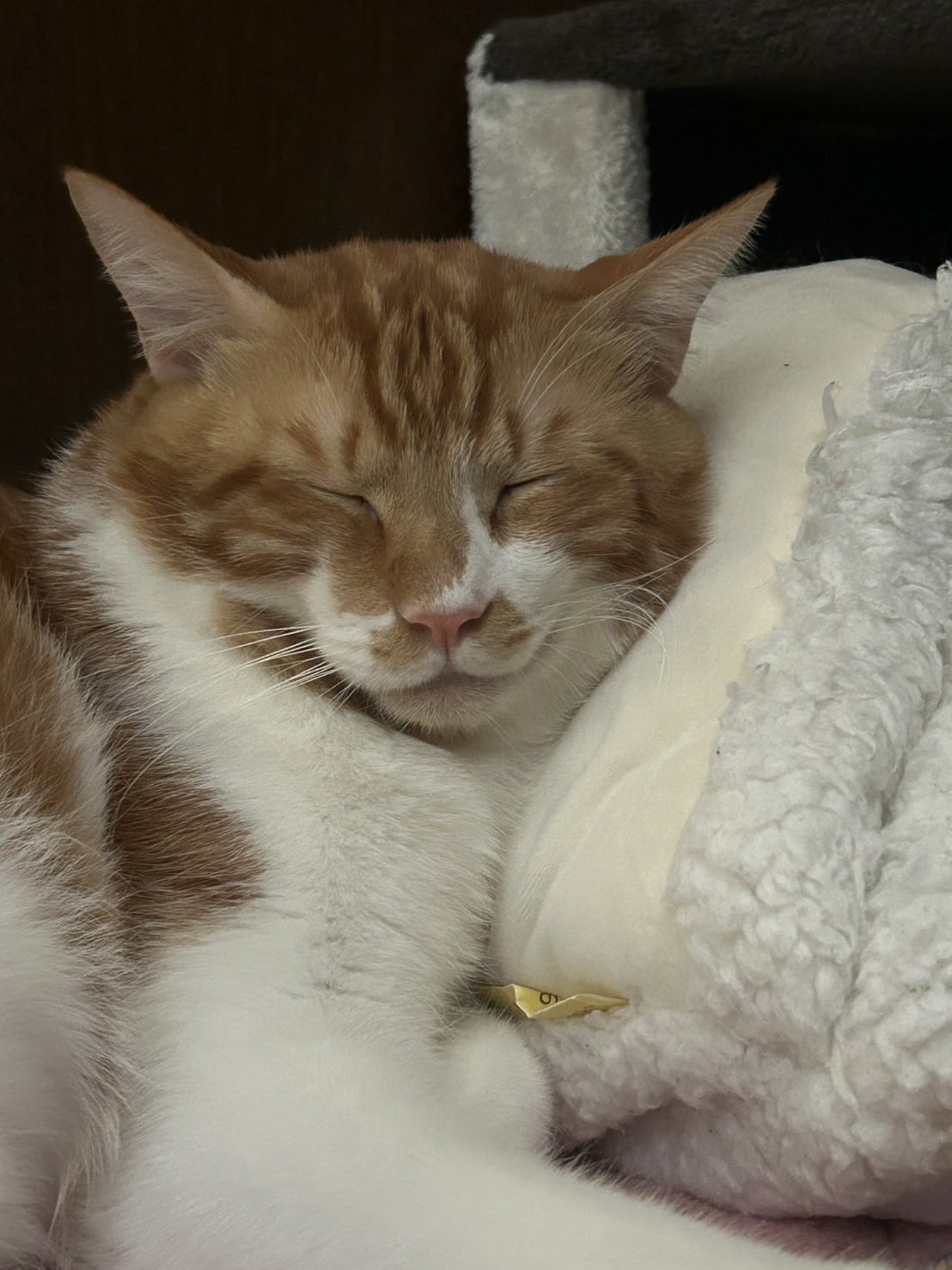 にゃん太ページ Amazon.co.jp: マルカン NYANTA CLUB にゃん太のゴーゴー爆走