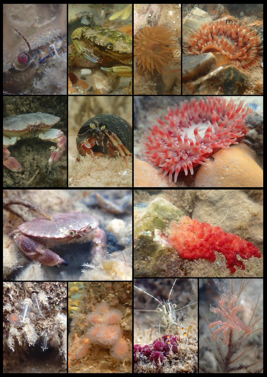 ArableEmily #formerlyknownasweeds tweet media