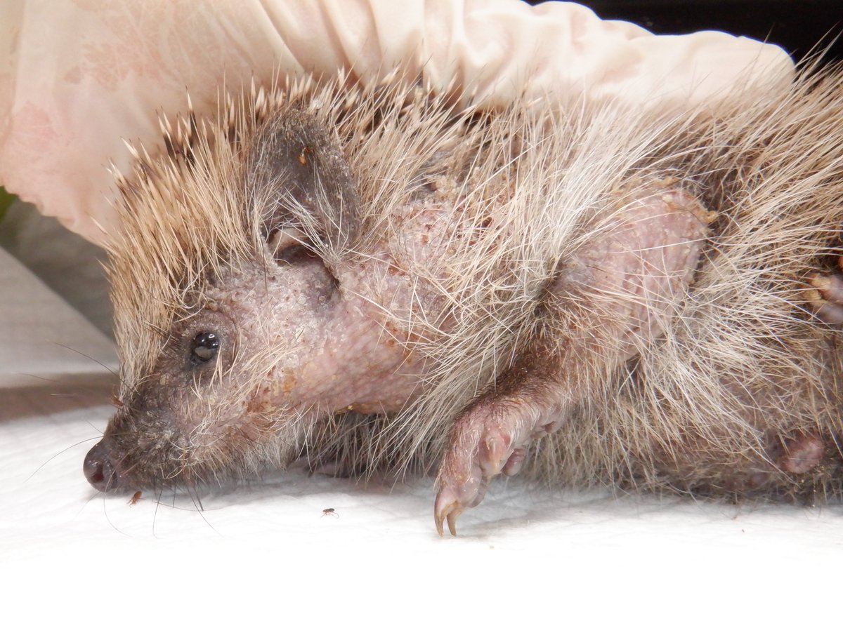 This is Solomon's brother, poor little Marshall.
Just a little baby, but already slowly dying of malnutrition.
Every parasite has taken advantage of his poor health and inability to defend himself. 
The mange mite has caused his spines and fur to fall out, leaving his bare skin