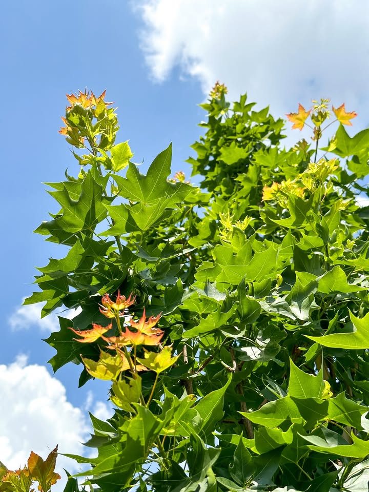 Mulhalls's tweet photo. Fall is the best time to plant π³
Take advantage of our Fall Plant Sale β now through September 30, enjoy 30% off all trees, shrubs, and perennials in the Nursery Yard π
#mymulhalls #fallplants #fallgardening #plantnow #perennials #treesale #fallcolor https://t.co/vuSo3WK2rc