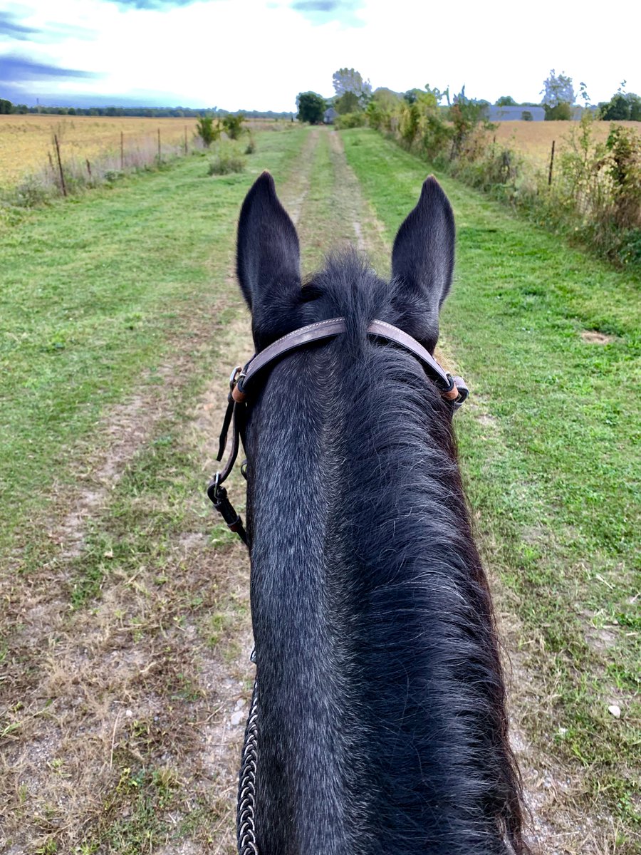 IndianaChemist's tweet image. It is always a great view between the ears of a horse 🥰 Did you know we regulate horse feed?
#OISC #horsefeed