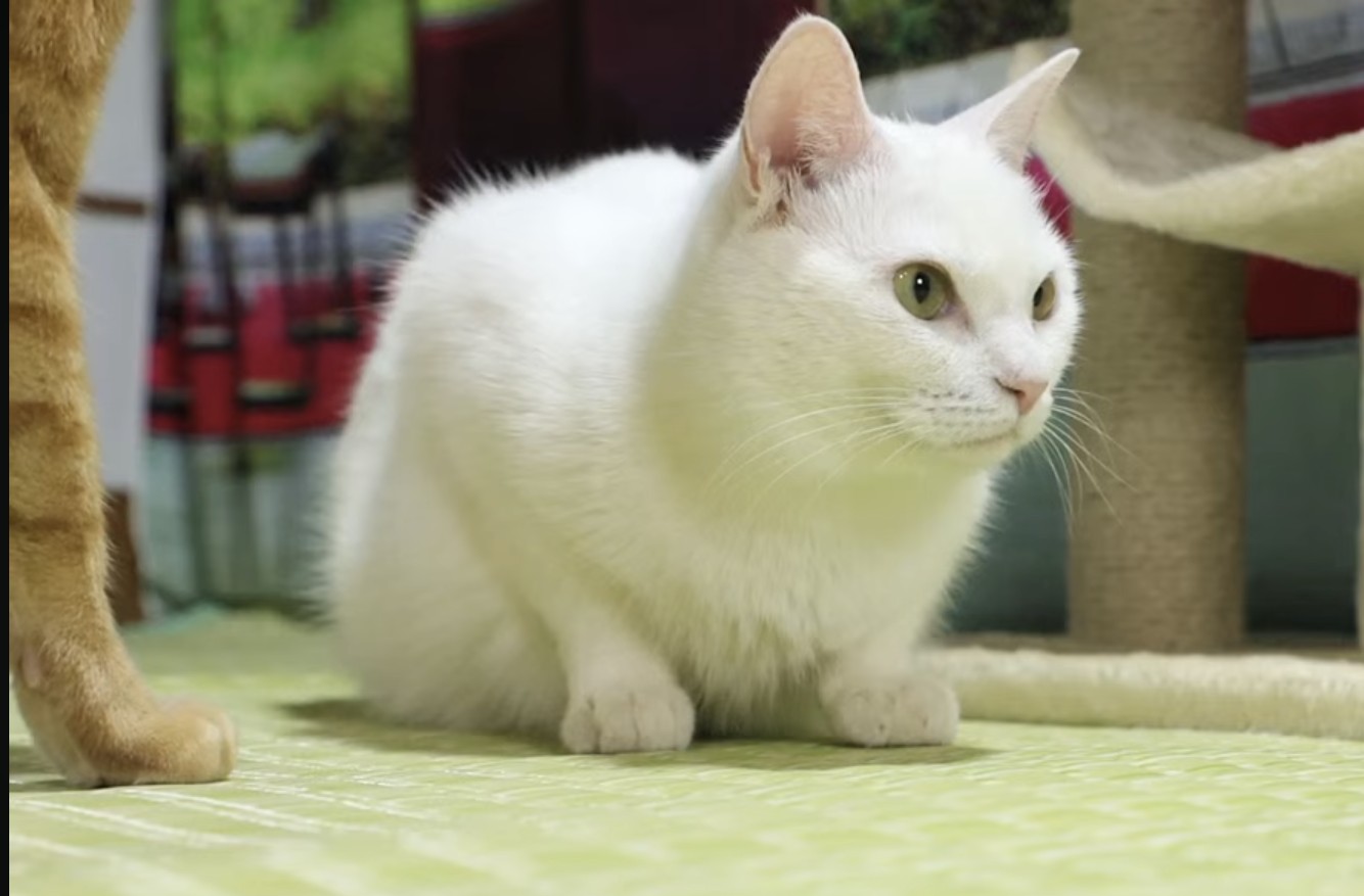 ⑤猫の日♡限定m(=✧ω✧=)m✧ ✧ ✧ 白猫♡白猫　猫ひな人形 羽々倉ごし ୨୧ 𝕙𝕒𝕓𝕒𝕜𝕦𝕣𝕒𝟝𝟜 on X: 
