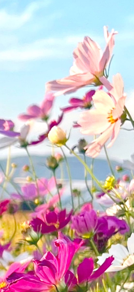 おはようございます。
#フォロバ100
＃フォロバ100怪しい垢以外
#フォロバ100絶対
#フォロバ100変垢以外
#フォロバ100怪垢以外
#いいねした人全員フォローする
#いいねした人フォローする
#いいねした人全員フォロバする
#拡散希望