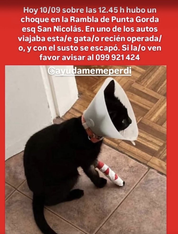 PA_Uruguay's tweet image. Tiene que estar escondida en algún lugar! Se asustan mucho. Por favor difundir