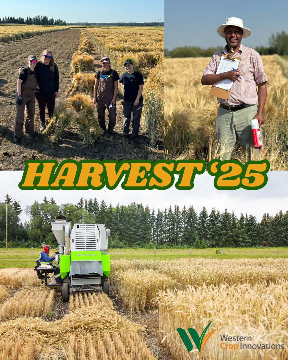 Harvest is in full swing at the WCI research farm! This late-summer heat has crops moving quickly, and our team has been hard at work and making great progress harvesting material from the field.

Wishing everyone a bountiful and safe #Harvest25!