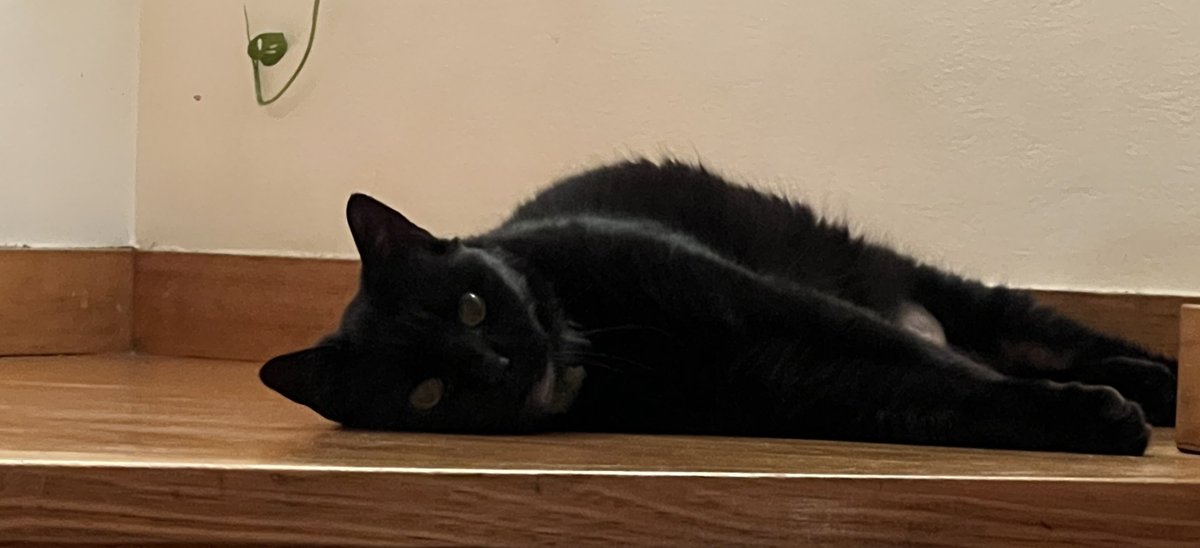 52kskew's tweet image. I second this, say hello to my quant

continue this trend with a quote tweet of your pets ❤️