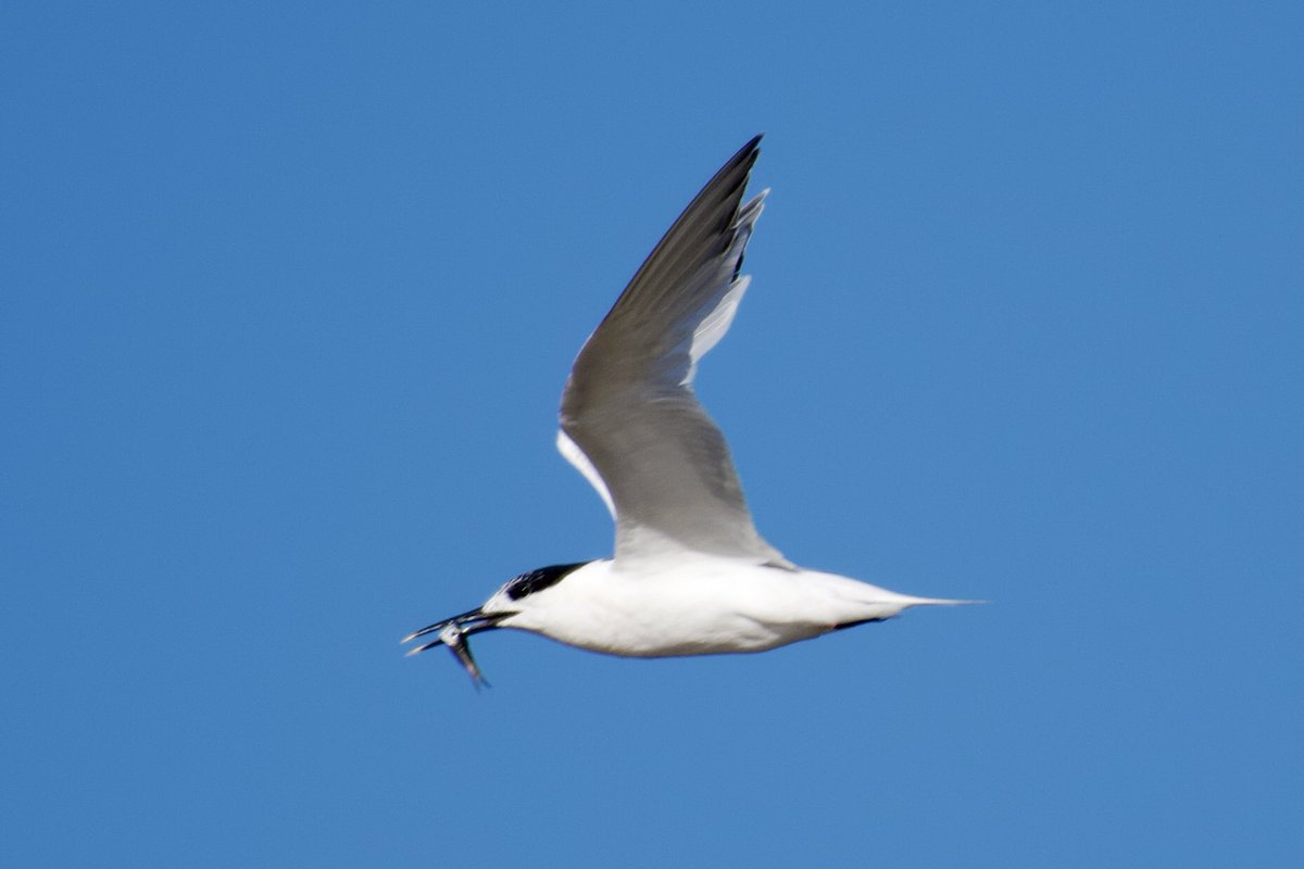 Mike O'Hanlon tweet media