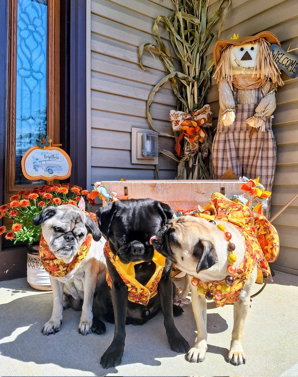 mommasboymushu's tweet photo. Happy #WontLookWednesday friends. Here's the FIRST of the #Fall foliage in our area🍂🍁. HOW DO WE LOOK😁? #AutumnVibes #ReadyForFall #Autumn2025 #puglife #dogsoftwitter #dogsofX #FallFashionistas #Lucy #Zinny #Winny #fall2025 #WLW https://t.co/YNIPV3woj5