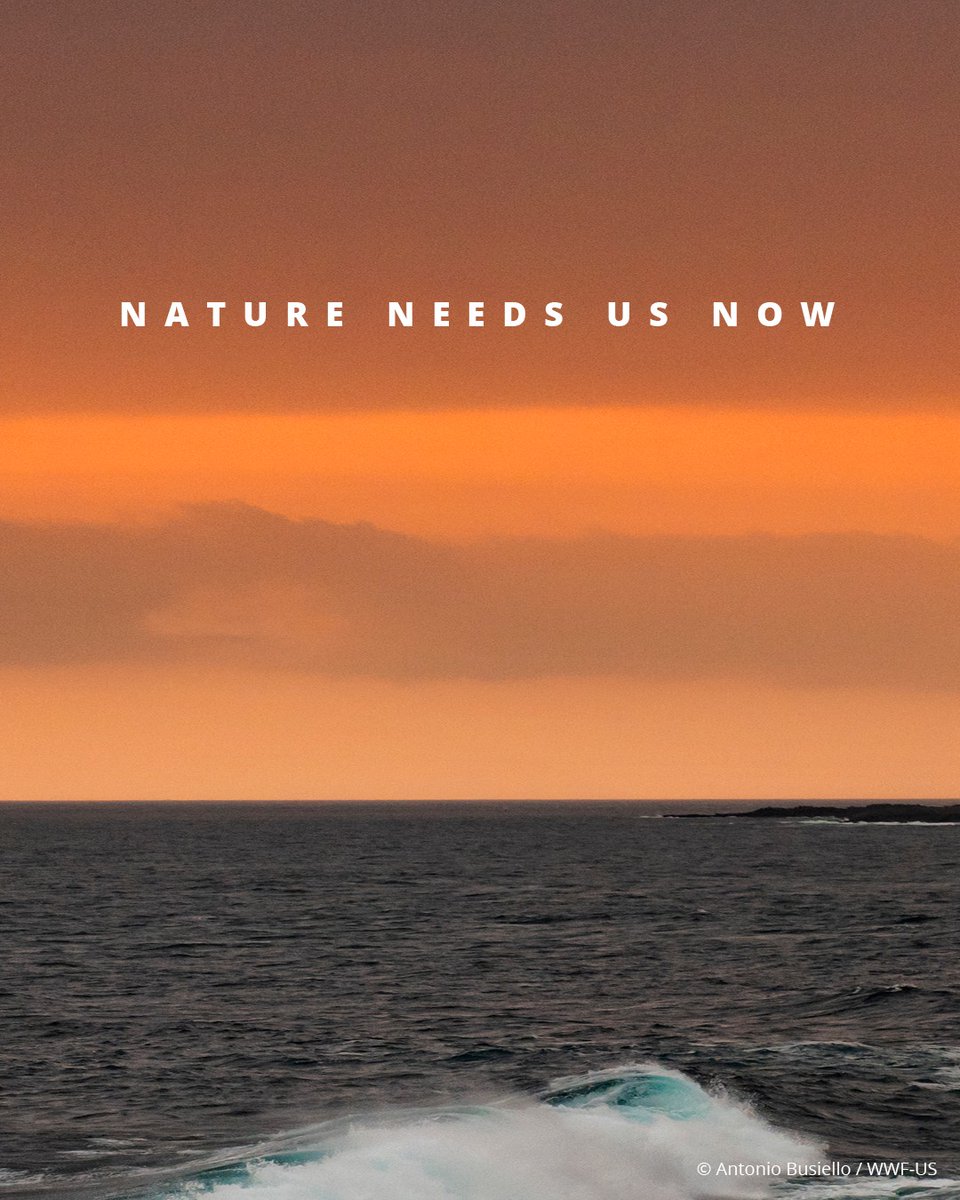World_Wildlife's tweet image. WWF’s 2025 Connected by Nature report is out! It finds that Americans strongly believe that nature plays a vital role in their lives—shaping health, happiness, and cultural identity—and that nature urgently needs protection. Read more: wwf.to/45WhTbf. #NatureNeedsUsNow
