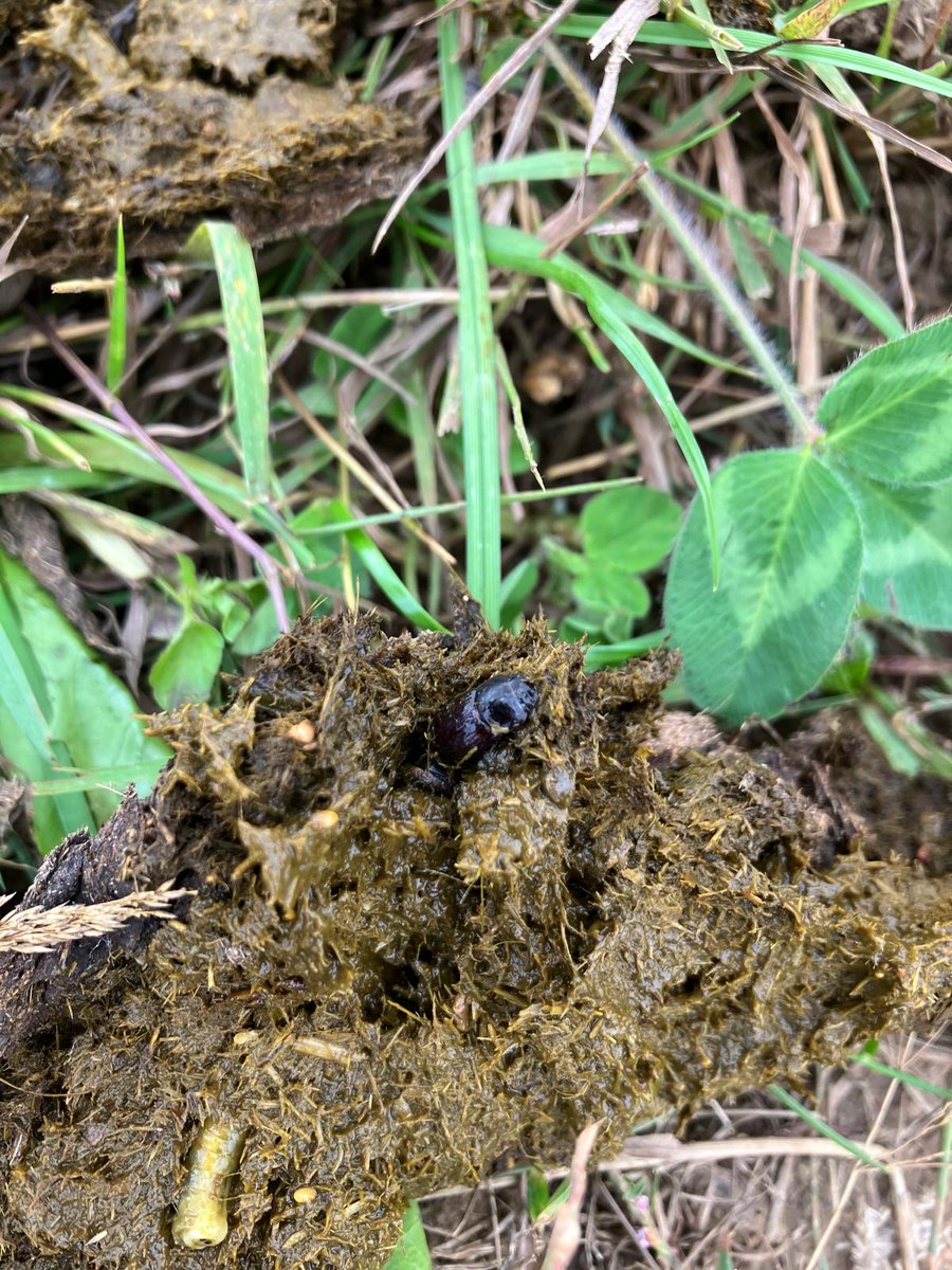 Richard Boldan tweet media