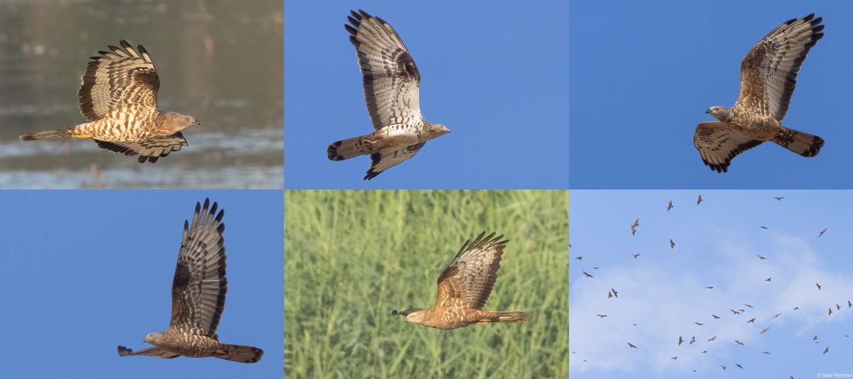 yoavperlman's tweet image. Phenomenal birding in Kfar Ruppin:
yoavperlman.com/2025/09/phenom…