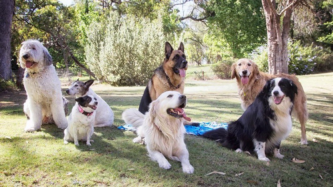 Lee Patriot Hood (@mofoman360) on Twitter photo Muslims hate dogs and would love to see them BANNED so I thought I’d post this photo of some lovely dogs 🐕 I hope you all like it <a href="/LauraLoomer/">Laura Loomer</a> Muslims hate dogs and would love to see them BANNED so I thought I’d post this photo of some lovely dogs 🐕 I hope you all like it <a href="/LauraLoomer/">Laura Loomer</a>