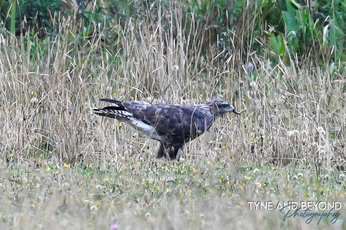 Common Buzzard wandering about eating worms, they always look so comical on the ground, I think it is the furry looking legs! <a href="/Natures_Voice/">RSPB</a> <a href="/NorthEastTweets/">North East Tweets</a> <a href="/NorthWildlife/">Northumberland Wildlife Trust</a>