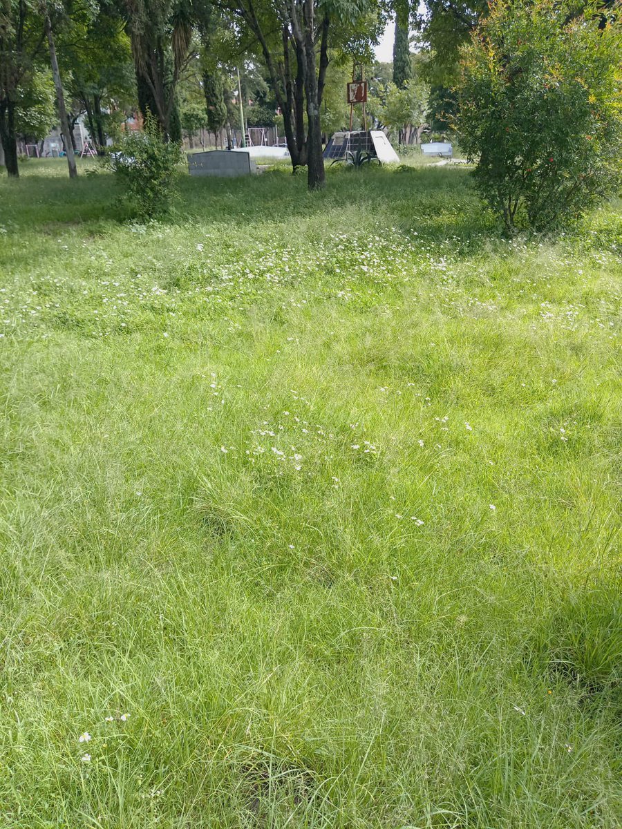 Estimados <a href="/PueblaAyto/">Puebla Gobierno de la Ciudad</a>  <a href="/Servicios_Pub/">Secretaría de Servicios Públicos</a> ojala nos pudieran apoyar con la poda del parque del fraccionamiento Los Pilares, ya que el pasto se encuentra muy crecido y no permite ser utilizado por los ciudadanos.
Gracias anticipadas