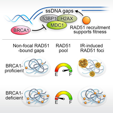 CantorLab's tweet image. Happy to share new work from my lab by co-authors Peng and Lee-when BRCA1 is absent, RAD51 is busy authors.elsevier.com/sd/article/S10…