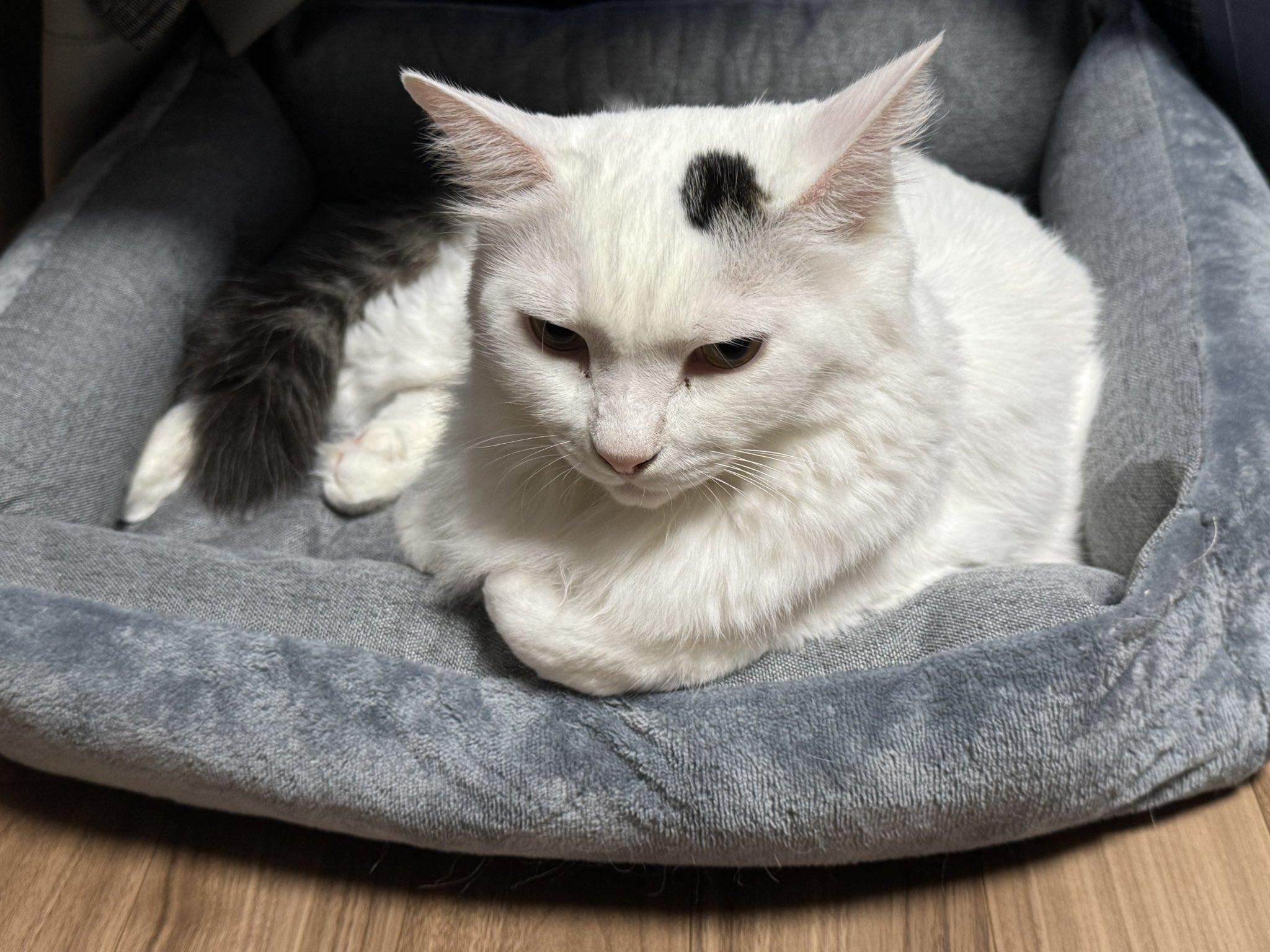 ねこ ねこ👻ྀི on X: 